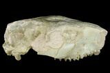 Fossil Oreodont (Merycoidodon) Skull - Wyoming #174372-1